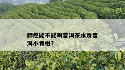 肺癌能不能喝普洱茶水及普洱小青柑?