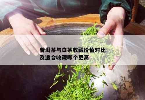 普洱茶与白茶收藏价值对比及适合收藏哪个更高