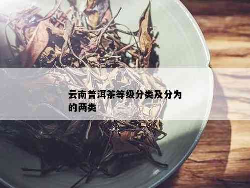 云南普洱茶等级分类及分为的两类