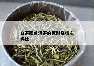 白茶跟普洱茶的区别及档次评比