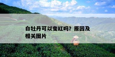 白牡丹可以变红吗？原因及相关图片