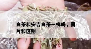 白茶和安吉白茶一样吗，图片和区别