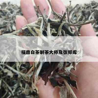 福鼎白茶制茶大师及张郑库