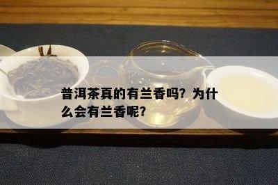 普洱茶真的有兰香吗？为什么会有兰香呢？