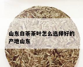 山东白茶茶叶怎么选择好的产地山东