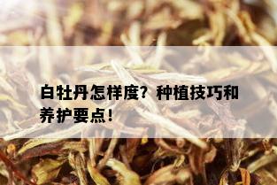 白牡丹怎样度？种植技巧和养护要点！