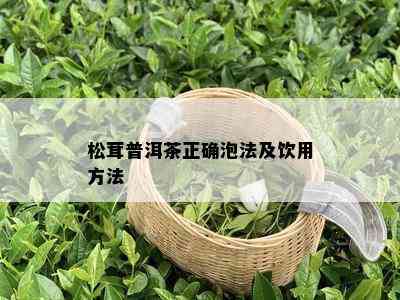 松茸普洱茶正确泡法及饮用方法