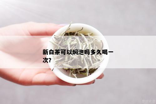 新白茶可以焖泡吗多久喝一次？