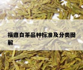 福鼎白茶品种标准及分类图解