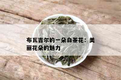 布瓦吉尔的一朵白茶花：美丽花朵的魅力