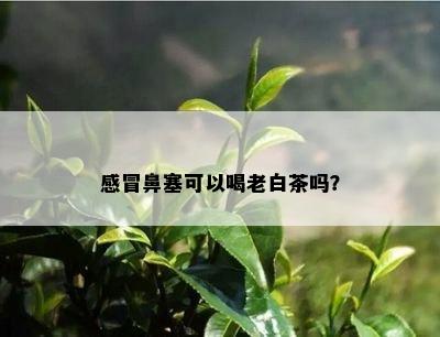 感冒鼻塞可以喝老白茶吗？