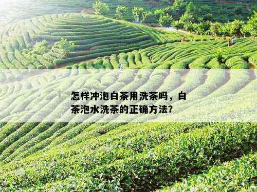 怎样冲泡白茶用洗茶吗，白茶泡水洗茶的正确方法？