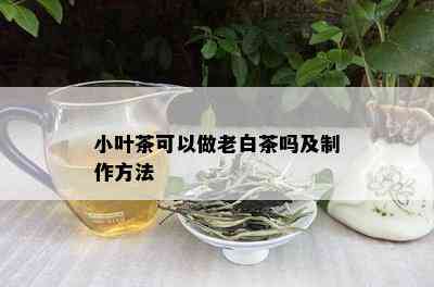 小叶茶可以做老白茶吗及制作方法