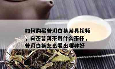 如何购买普洱白茶茶具视频，白茶普洱茶用什么茶杯，普洱白茶怎么看出哪种好