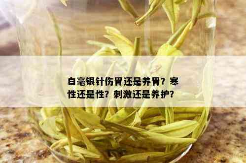 白毫银针伤胃还是养胃？寒性还是性？ *** 还是养护？