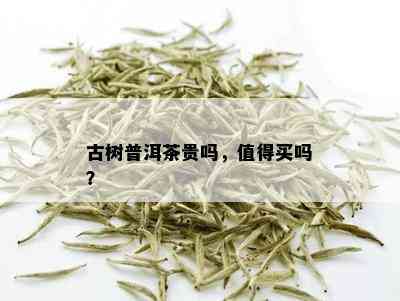 古树普洱茶贵吗，值得买吗？