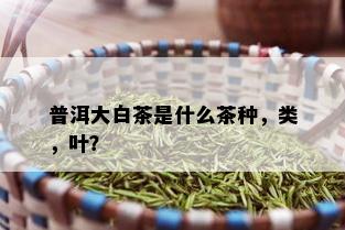 普洱大白茶是什么茶种，类，叶？