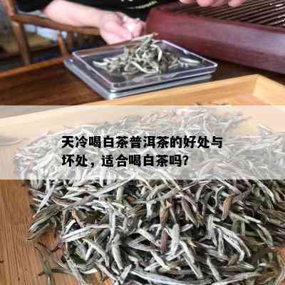 天冷喝白茶普洱茶的好处与坏处，适合喝白茶吗？