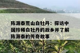 陈源泰荒山白牡丹：探访中国珍稀白牡丹的故乡并了解陈源泰的传奇故事