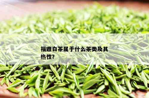 福鼎白茶属于什么茶类及其热性？