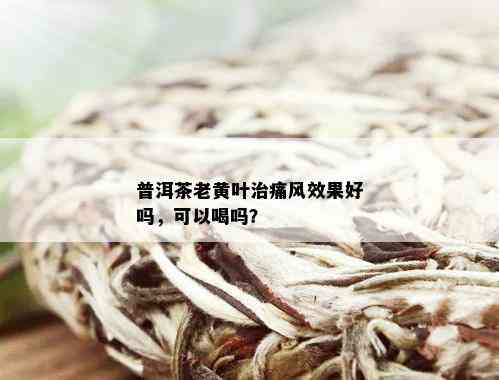 普洱茶老黄叶治痛风效果好吗，可以喝吗？