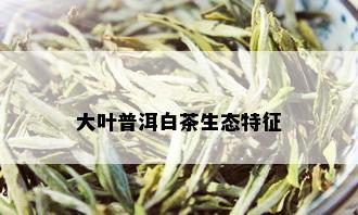 大叶普洱白茶生态特征