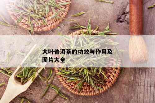 大叶普洱茶的功效与作用及图片大全