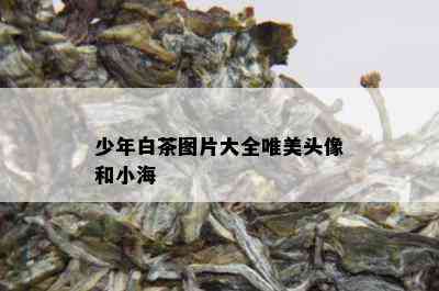 少年白茶图片大全唯美头像和小海