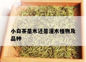 小白茶是木还是灌木植物及品种