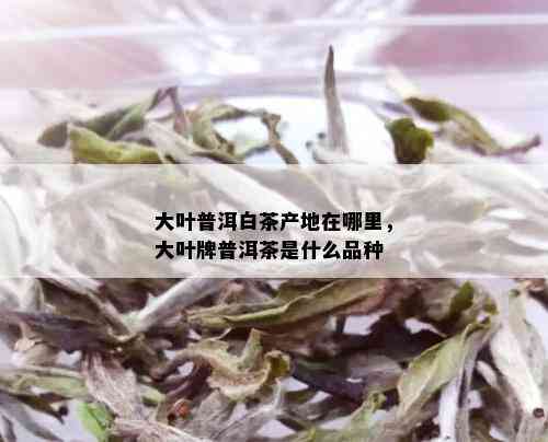 大叶普洱白茶产地在哪里，大叶牌普洱茶是什么品种