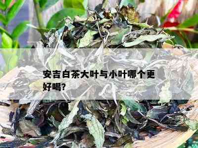 安吉白茶大叶与小叶哪个更好喝？