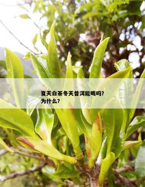 夏天白茶冬天普洱能喝吗？为什么？