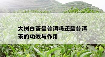 大树白茶是普洱吗还是普洱茶的功效与作用