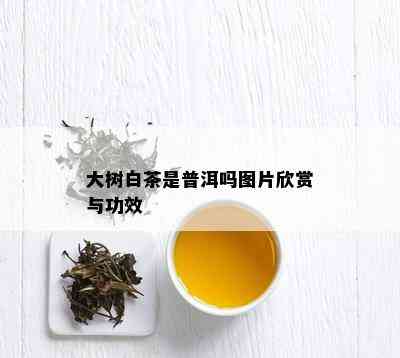 大树白茶是普洱吗图片欣赏与功效