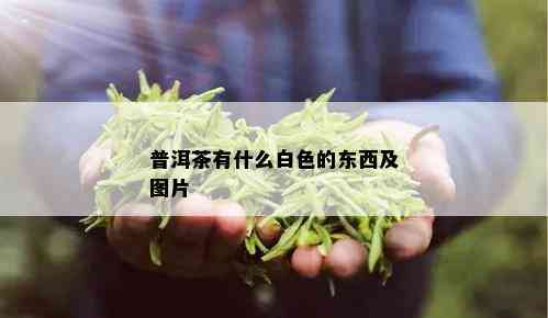 普洱茶有什么白色的东西及图片