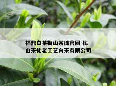 福鼎白茶梅山茶徒官网-梅山茶徒老工艺白茶有限公司