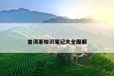 普洱茶知识笔记大全图解