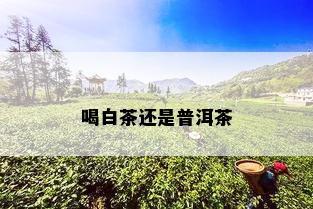 喝白茶还是普洱茶