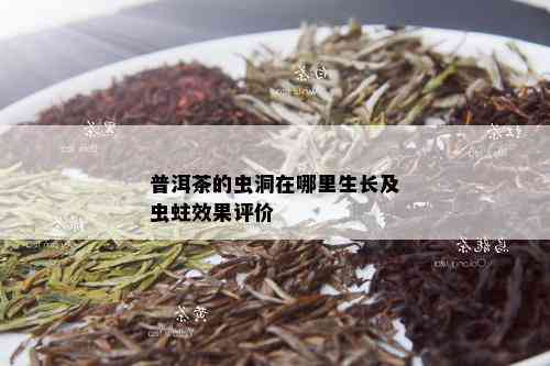 普洱茶的虫洞在哪里生长及虫蛀效果评价