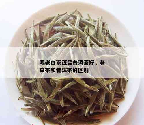 喝老白茶还是普洱茶好，老白茶和普洱茶的区别