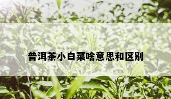 普洱茶小白菜啥意思和区别