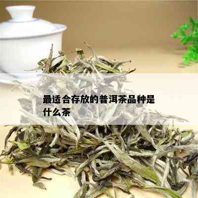 最适合存放的普洱茶品种是什么茶