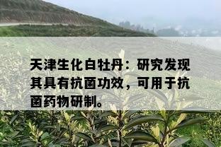 天津生化白牡丹：研究发现其具有抗菌功效，可用于抗菌物研制。