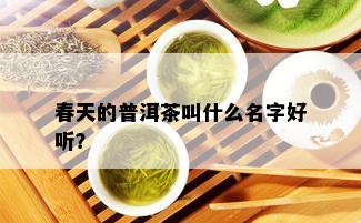 春天的普洱茶叫什么名字好听？