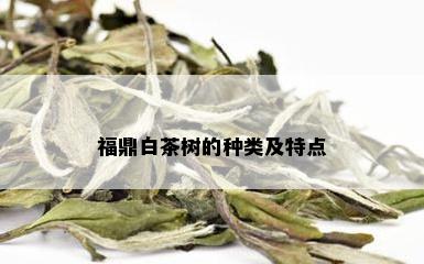 福鼎白茶树的种类及特点