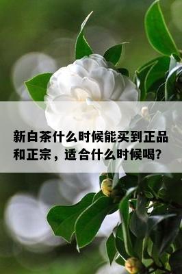 新白茶什么时候能买到正品和正宗，适合什么时候喝？