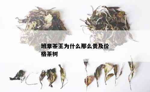 班章茶王为什么那么贵及价格茶树