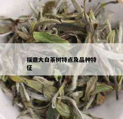 福鼎大白茶树特点及品种特征