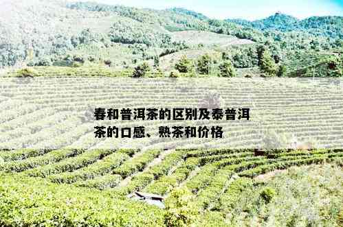 春和普洱茶的区别及泰普洱茶的口感、熟茶和价格