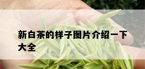 新白茶的样子图片介绍一下大全